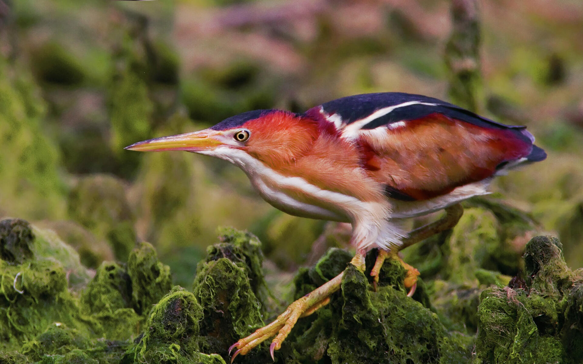 Least Bittern Audubon Field Guide
